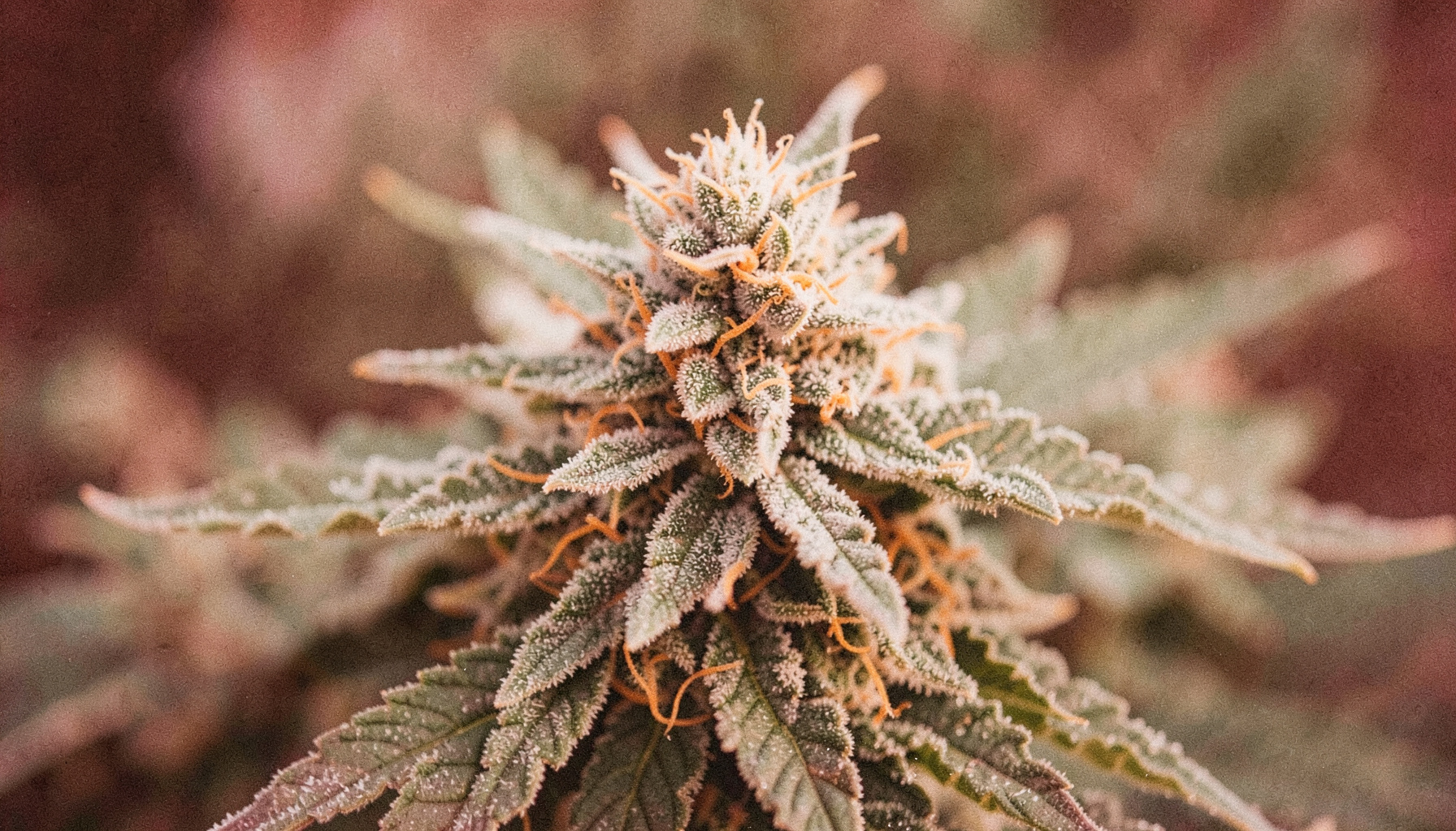 Close-up of a frosty hybrid cannabis bud with orange hairs and olive-green leaves, soft natural light, warm earthy tones