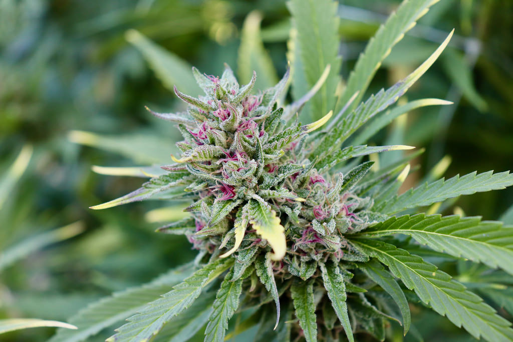 Close-up of a cannabis flower bud with pink and purple hues on the plant surrounded by green leaves, natural outdoor mood